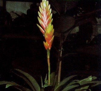 Fotografía de la planta Vriesia