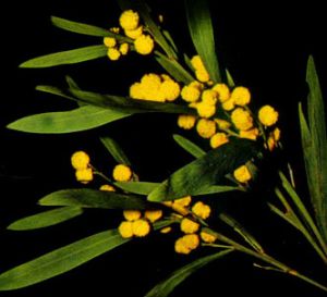 Acacia