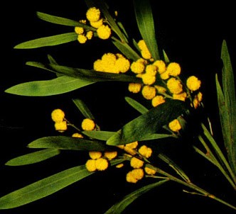Fotografía de la planta Acacia