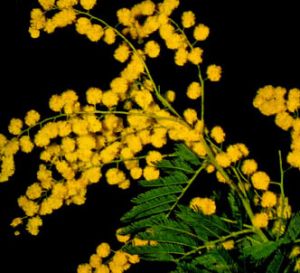 Mimosa común