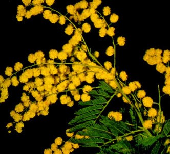 Fotografía de la planta Mimosa común