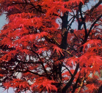 Fotografía de la planta Acer japonés