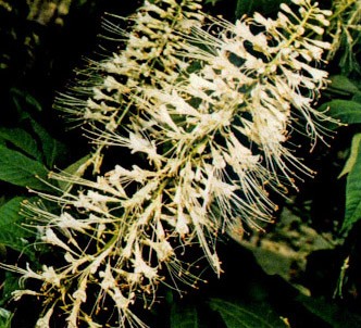 Fotografía de la planta Hipocastaño de flores pequeñas