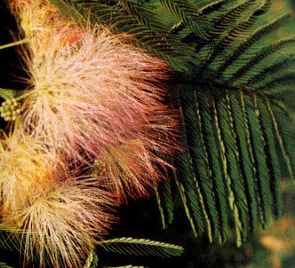 Fotografía de la planta Acacia de Constantinopla