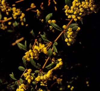 Fotografía de la planta Agracejo
