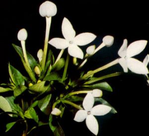 Buvardia