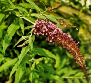 Buddleia
