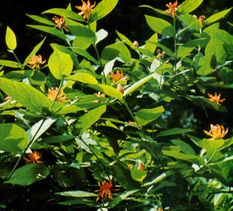 Fotografía de la planta Calicanto de occidente