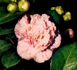 Camelia
