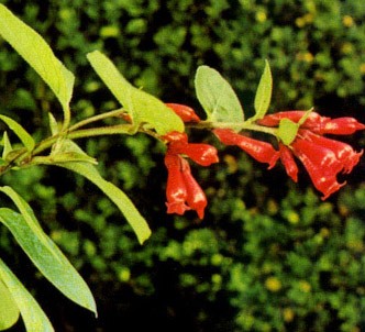 Fotografía de la planta Palquis