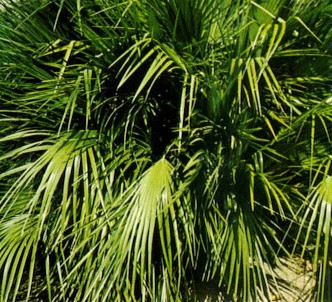 Fotografía de la planta Palmito