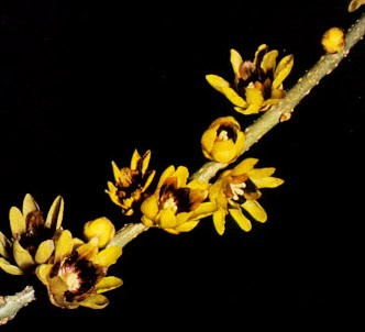 Fotografía de la planta Calicanto del Japón