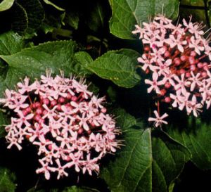 Clerodendro chino