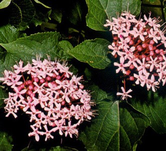 Fotografía de la planta Clerodendro chino