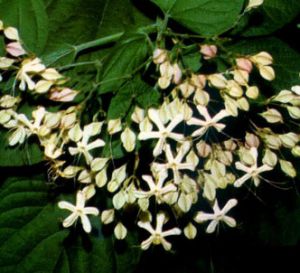 Clerodendro japonés