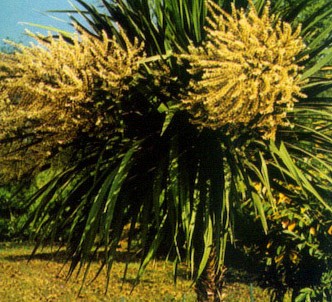 Fotografía de la planta Cordiline I.