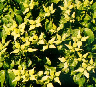 Fotografía de la planta Cornejo del japón