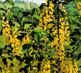 Fotografía de la planta Codeso