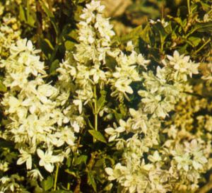 Deutzia