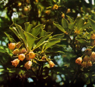 Fotografía de la planta Enouianto
