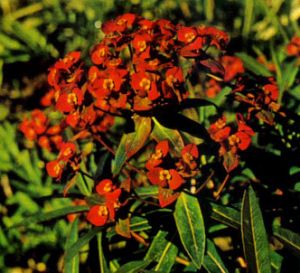 Euforbia del himalaya