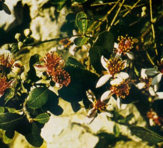 Fotografía de la planta Guayabo del brasil