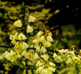 Fotografía de la planta Alesia