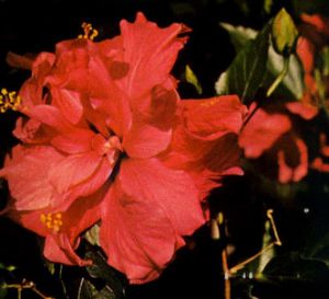 Rosa de china