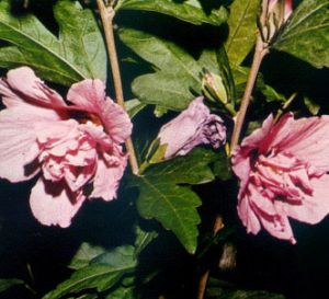 Rosa de siria
