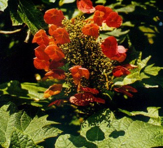 Fotografía de la planta Hortensia de hojas de roble