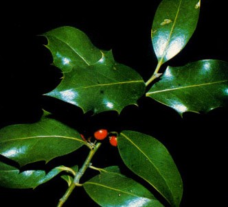 Fotografía de la planta Acebo