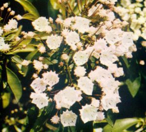 Kalmia