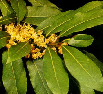 Fotografía de la planta Laurel