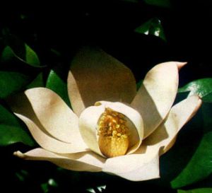 Magnolia