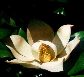 Fotografía de la planta Magnolia