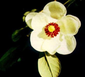 Fotografía de la planta Magnolia de flores pequeñas