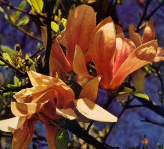 Fotografía de la planta Árbol lirio