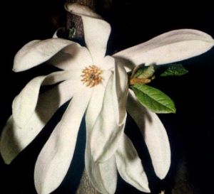Magnolia estrellada