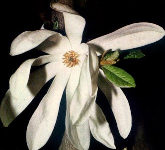 Fotografía de la planta Magnolia estrellada