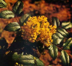 Mahonia