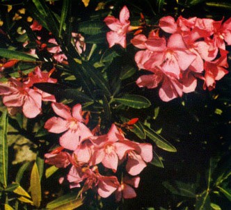 Fotografía de la planta Adelfa