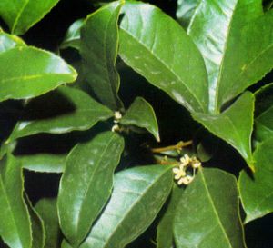 Olivo oloroso