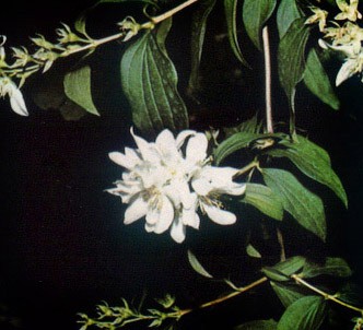 Fotografía de la planta Celinda