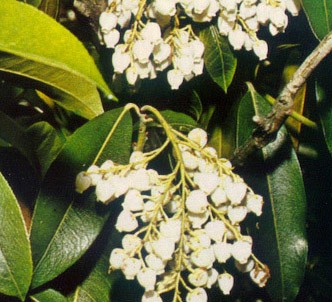 Fotografía de la planta Andrómeda