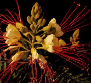 Poinciana