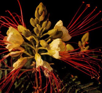 Fotografía de la planta Poinciana