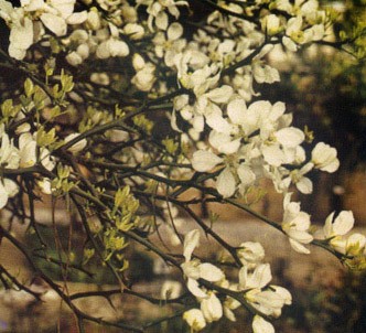 Fotografía de la planta Naranjo amargo espinoso