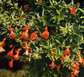 Fotografía de la planta Granado enano