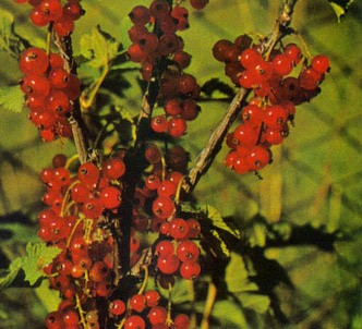 Fotografía de la planta Grosella