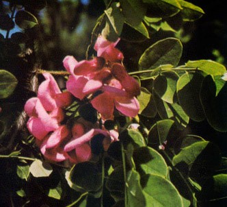 Fotografía de la planta Acacia rosada